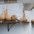Storing squash to harden the skins. Storing squash to harden the skins.