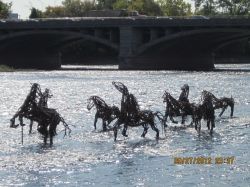 Horses in the Grand River