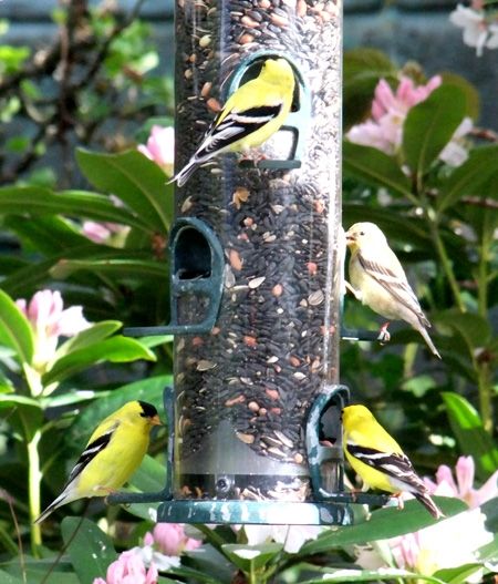 Goldfinches