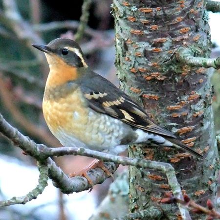 Varied thrush