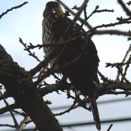 Sharp-shinned hawk
