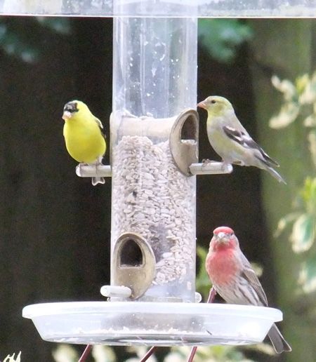 Goldfinch, house finch