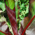 Jungle foliage. Jungle foliage.