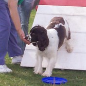 typesofdogs profile image