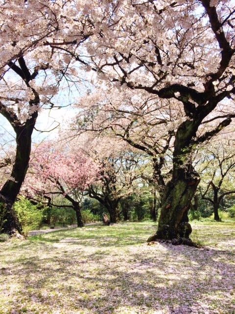 Walking around admiring the sakura