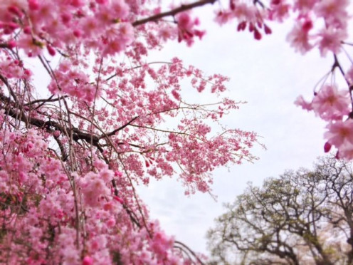 Cherry Blossoms at Shinjuku Gyoen