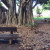 Parks with ancient banyan trees are perfect for sitting or having an impromptu picnic.