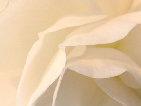 Close Up White Rose