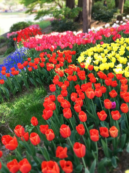 The Spectacular Tulips of Showa Kinen Park