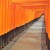 The tunnel of torii gates.