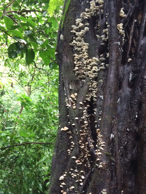 Wild mushrooms growing on the tree trunks.