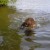 Jack taking a swim.  GWP's love the water.  Did you know they have webbed feet?