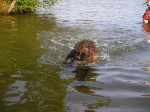 Jack taking a swim.  GWP's love the water.  Did you know they have webbed feet?