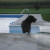 Jack trying to decide whether or not to get wet....wimpy dog doesn't like his feet wet