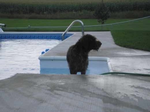 Jack trying to decide whether or not to get wet....wimpy dog doesn't like his feet wet