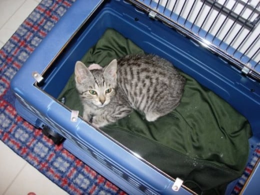 This is Lulu.  She was the runt of the litter and came to live with me when she was 11 weeks old.
