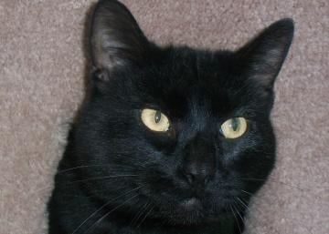 This is Buzz.  We just brought him home from our local Humane Society.  He is two years old and a BIG kitty.