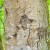 Markings of a much larger animal shown here. Be careful, be aware. Markings of a much larger animal shown here. Be careful, be aware.