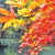 Autumn Leaves at Okuni Shrine