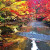 Autumn Leaves at Okuni Shrine