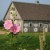 Flowers with our stable in the background Flowers with our stable in the background