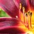 Close up of a Lily Close up of a Lily