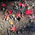 Autumn Leaves at Okuni Shrine