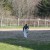 Robin returning to the barn after a hard days work (play!). Robin returning to the barn after a hard days work (play!).