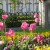 Lovely Flowers in Mirabell Garden Lovely Flowers in Mirabell Garden