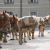 Horses waiting to give a tour Horses waiting to give a tour