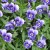 Flowers bloom in abundance Flowers bloom in abundance