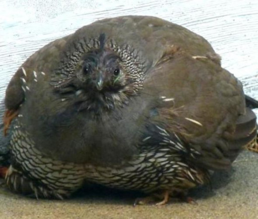 Muma quail has a secret.