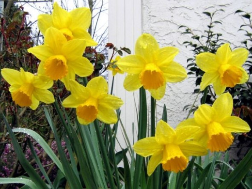 sunny daffodils
