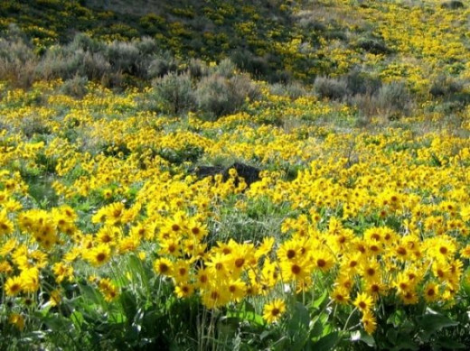 Okanagan Valley Sunflowers