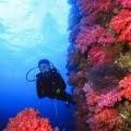 scuba-diving-jeju.jpg