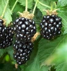 blackberry, superfood