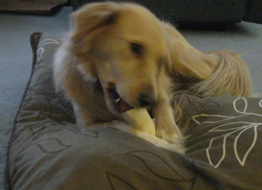 Whew ... that photo shoot and story telling was tiring! I think I'll just chew my bone then take a nap!
