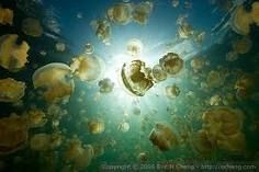 jellyfish-lake.jpg