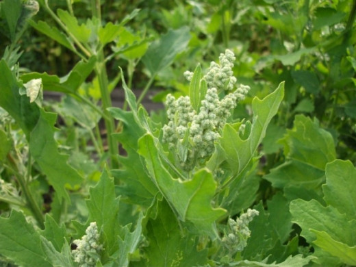 Quinoa flowering