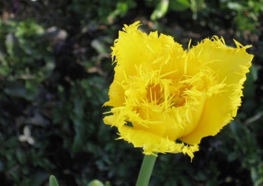 Yellow tulip at Floriade