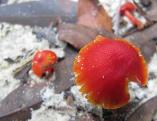 Fungus on Moreton Island
