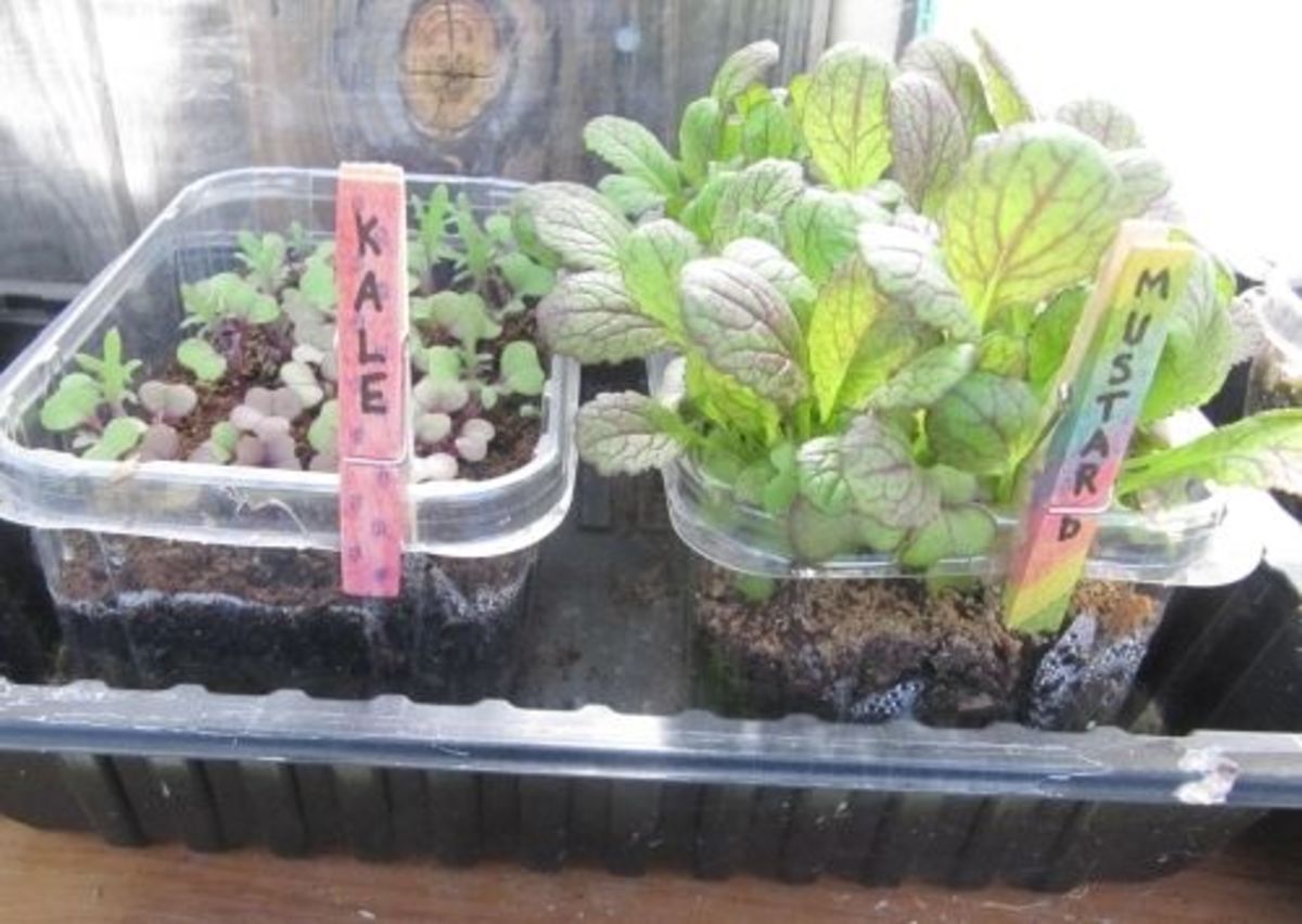 vegetable plant labels