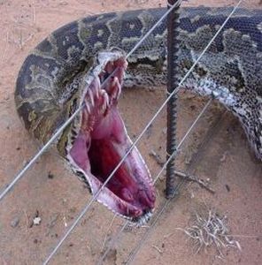 Snakes have a lot of teeth!