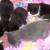 Kittens weaning. Here they are enjoying some ground beef. Kittens weaning. Here they are enjoying some ground beef.