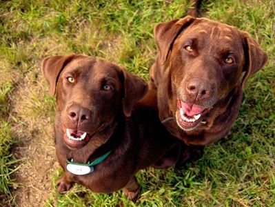 Smiling dogs