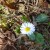 Wild daisy near the edge of the property