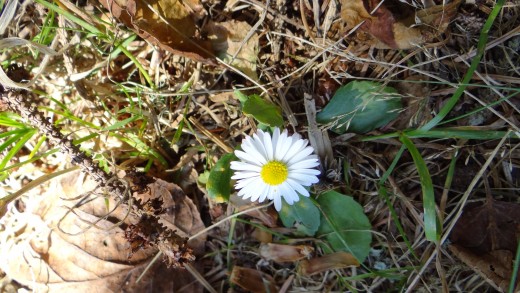 Wild daisy near the edge of the property