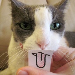 Samhain the cat says "Bleh"