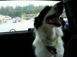 Border Collie Smile