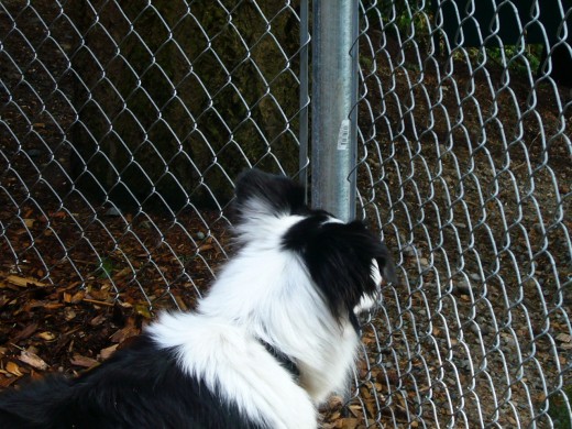 Squirrel!!!